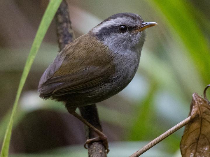 Javan Tesia