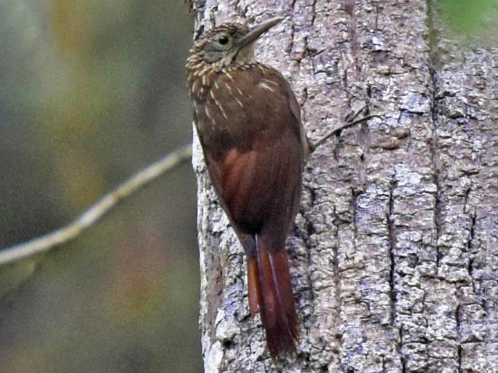 Ocellated Woodcreeper