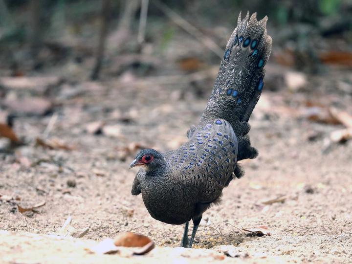 Germain's Peacock-Pheasant