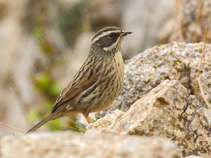 Radde's Accentor