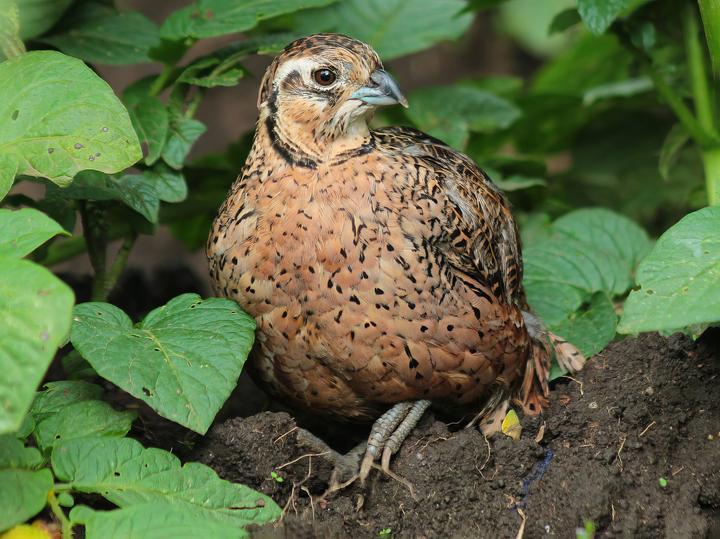 Ocellated Quail
