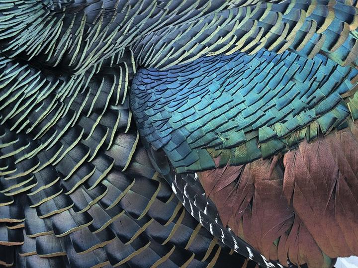 Ocellated Turkey