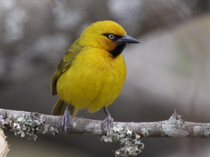 Spectacled Weaver