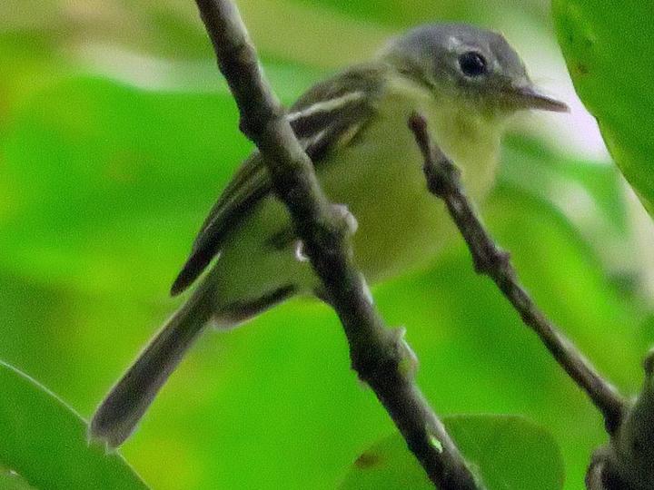 Spectacled Bristle Tyrant