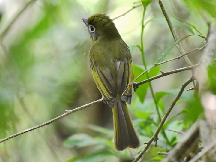 Eye-ringed Flatbill