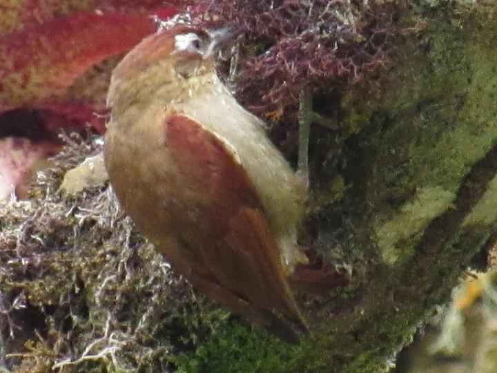 Spectacled Prickletail