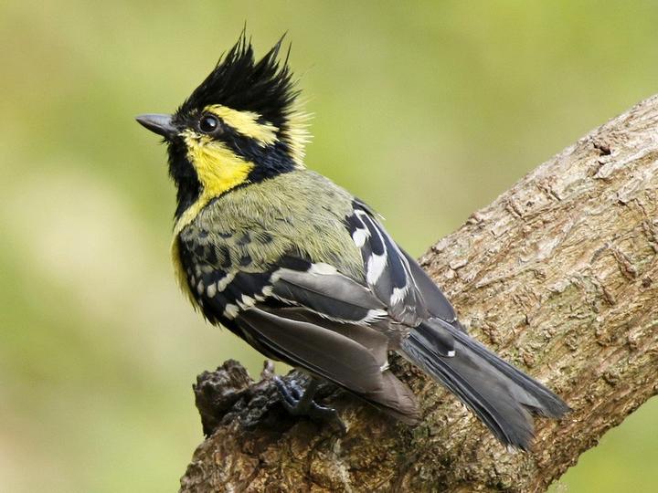 Himalayan Black-lored Tit