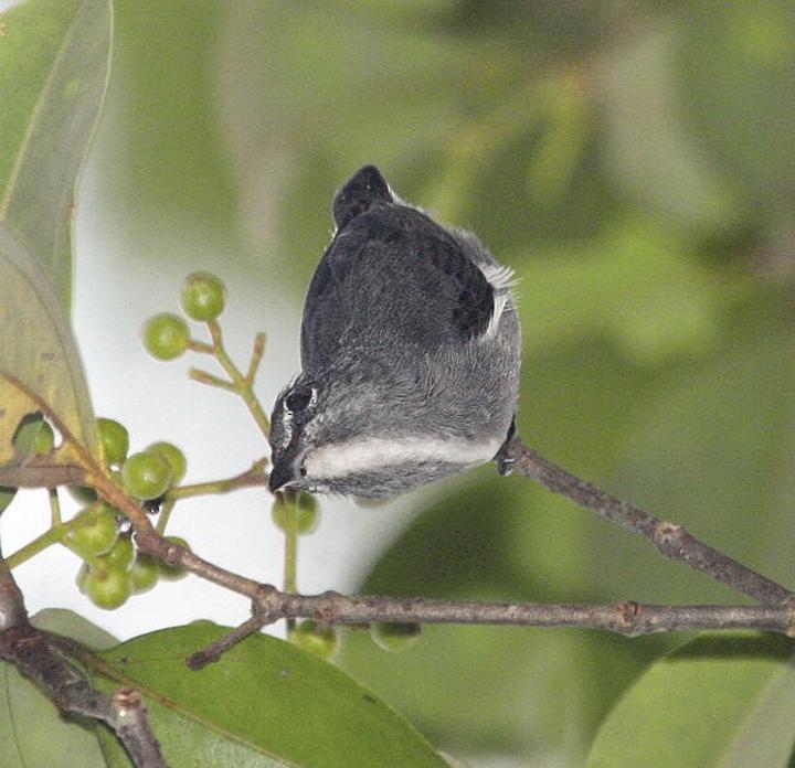 Spectacled Flowerpecker