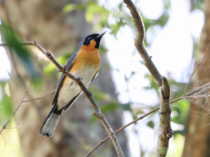 Spectacled Monarch