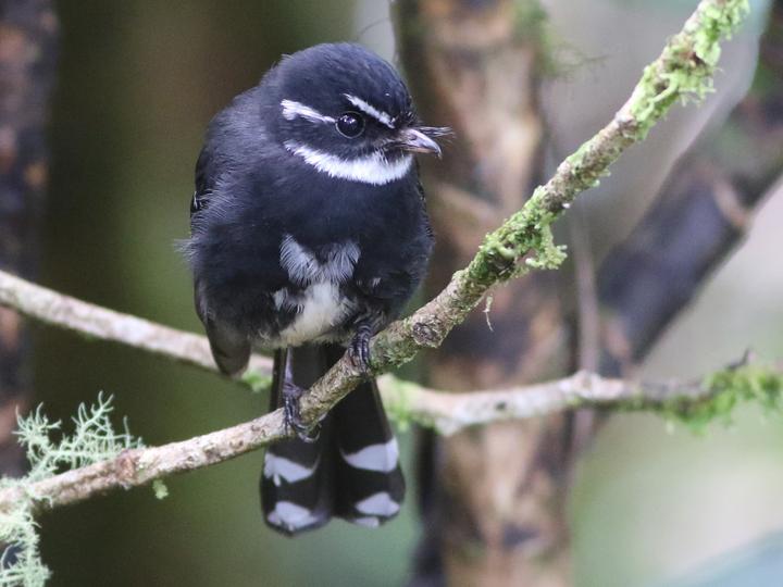 Friendly Fantail