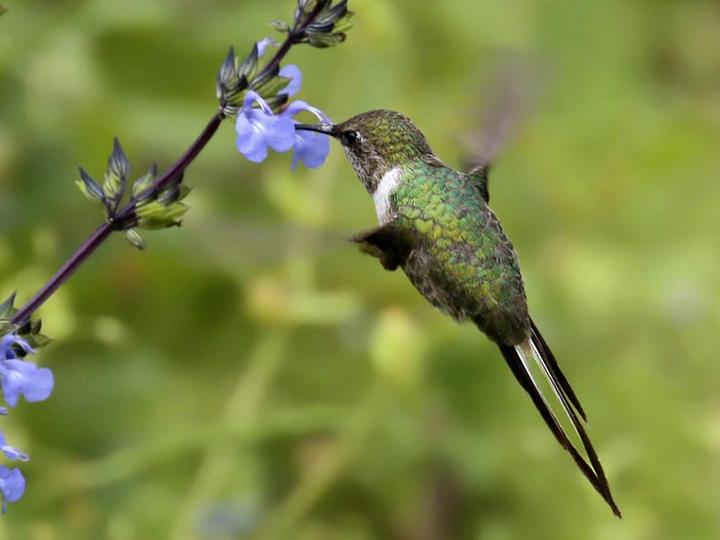 Peruvian Sheartail
