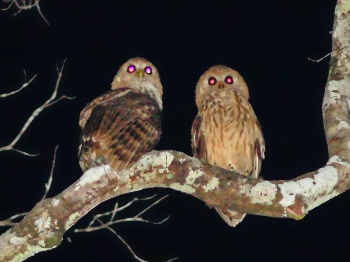 Vermiculated Fishing Owl