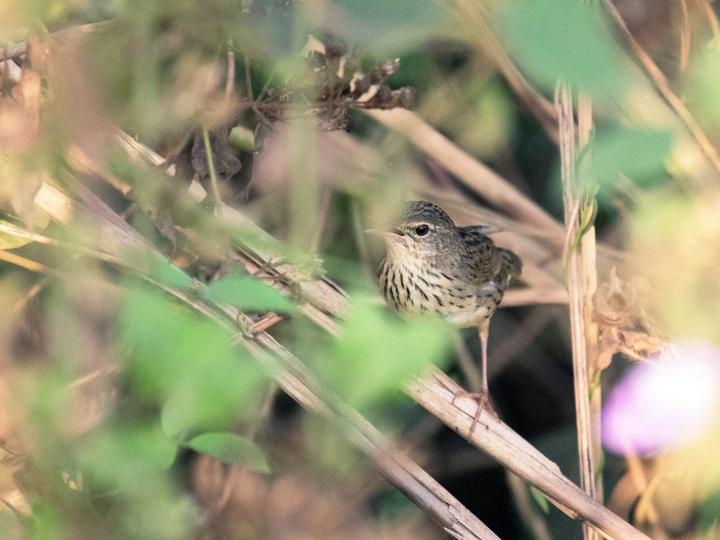 Lanceolated Warbler