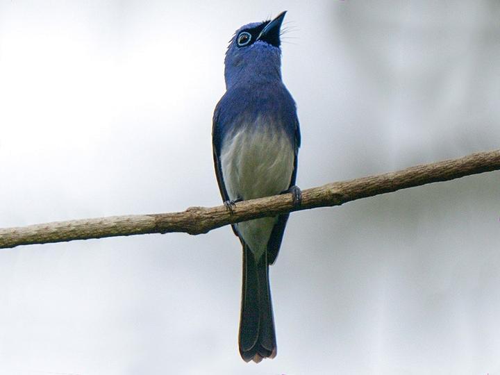 Short-crested Monarch