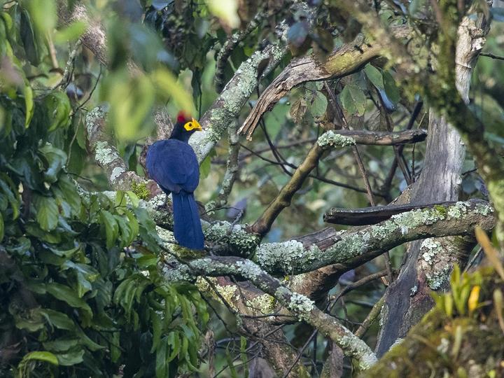 Ross's Turaco