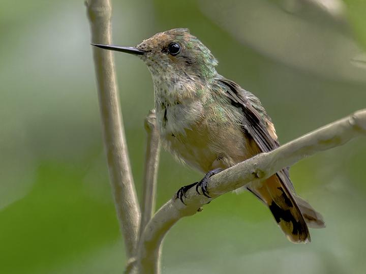 Short-crested Coquette