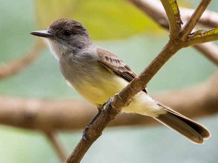 Short-crested Flycatcher