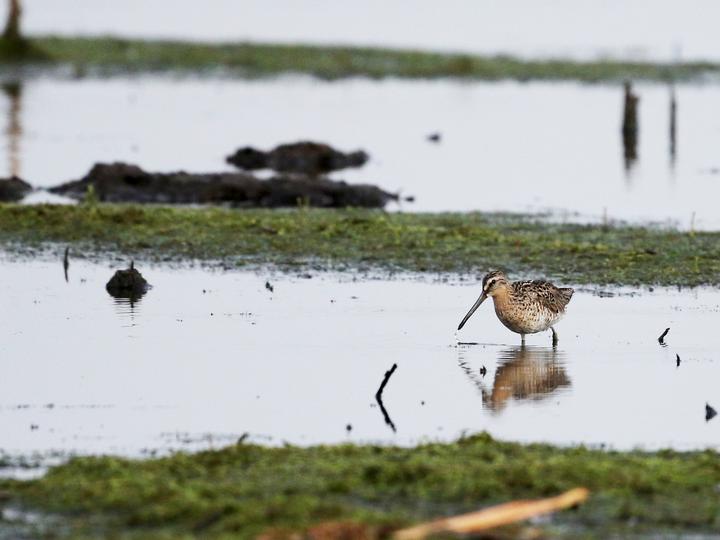 Short-billed Dowitcher