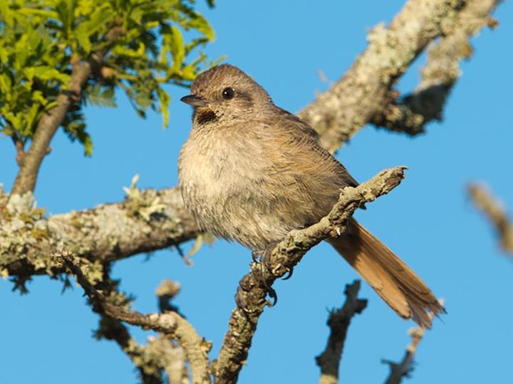 Short-billed Canastero