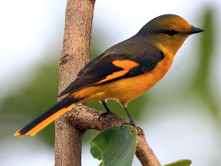 Short-billed Minivet