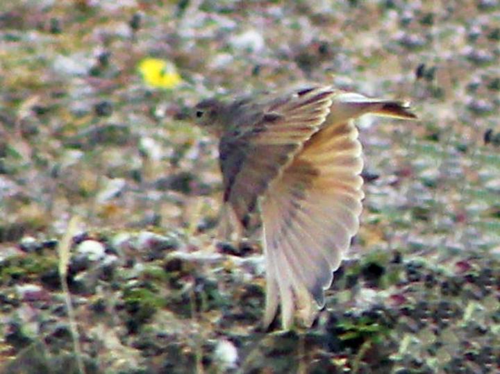 Short-billed Miner