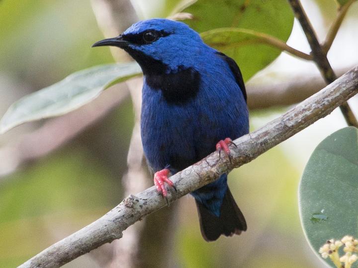 Short-billed Honeycreeper