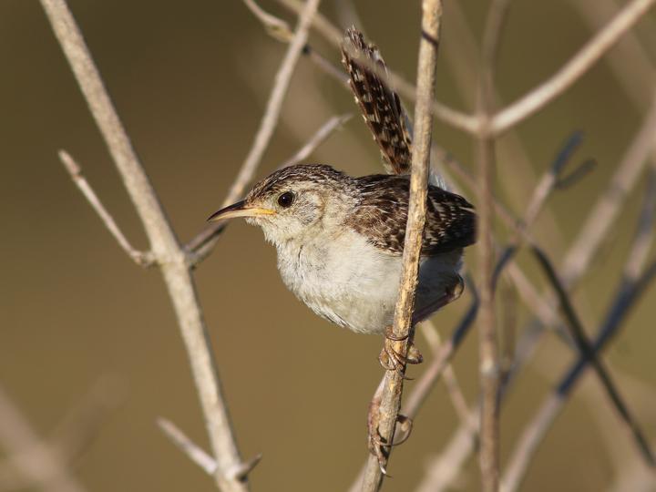 Grass Wren