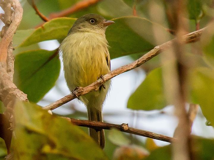 Chico's Tyrannulet