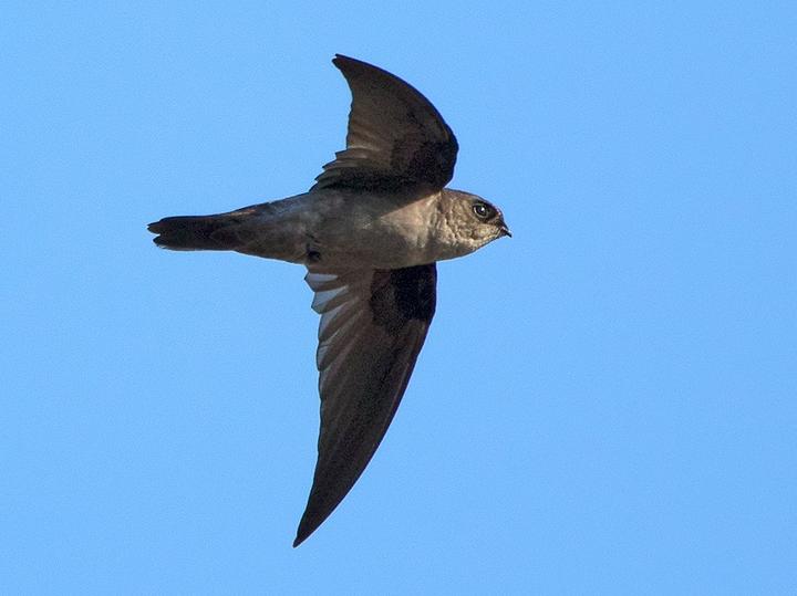 Himalayan Swiftlet