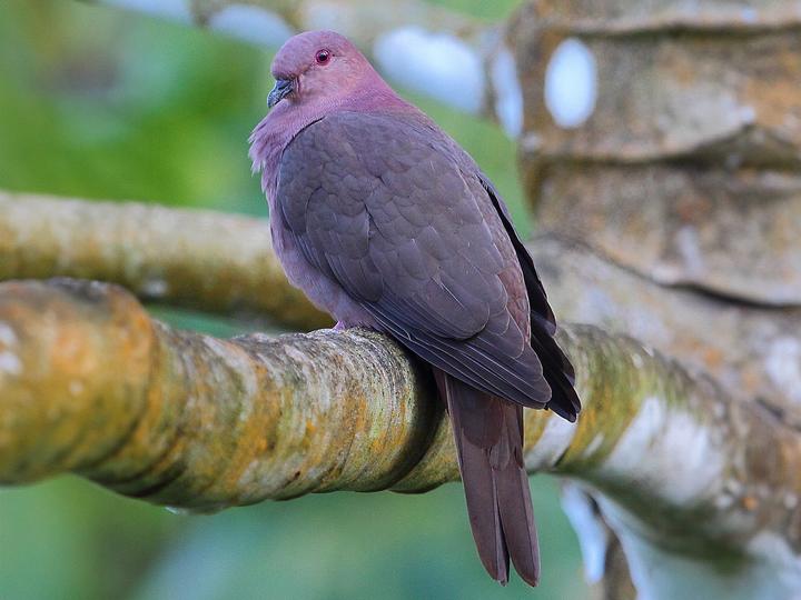 Short-billed Pigeon