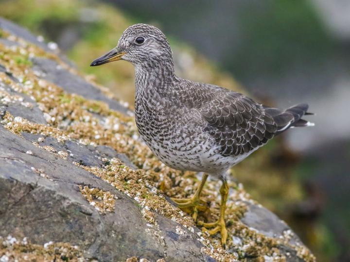 Surfbird