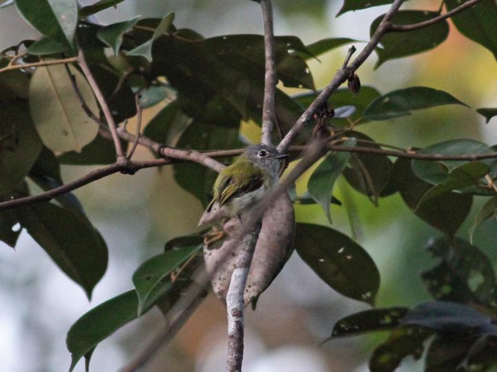 Short-tailed Pygmy Tyrant