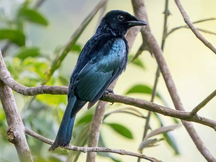 Short-tailed Drongo