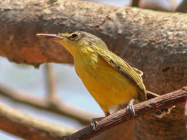 Maracaibo Tody-Flycatcher