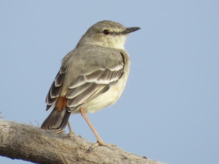 Short-tailed Field Tyrant