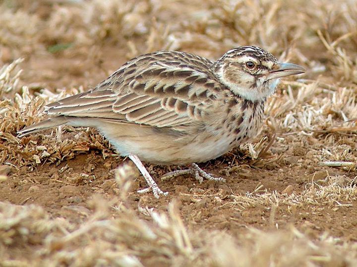 Short-tailed Lark