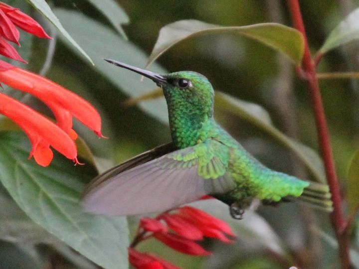 Short-tailed Emerald