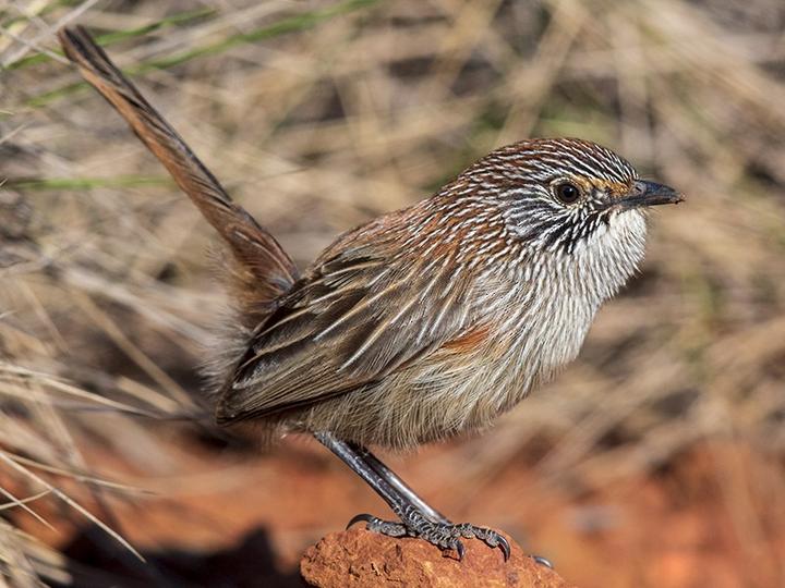 Short-tailed Grasswren