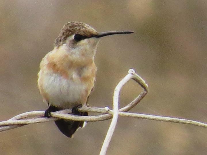 Short-tailed Woodstar