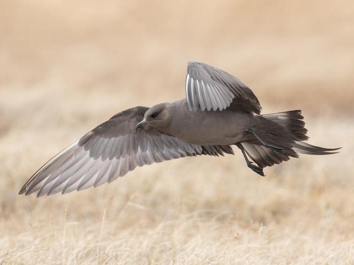 Parasitic Jaeger