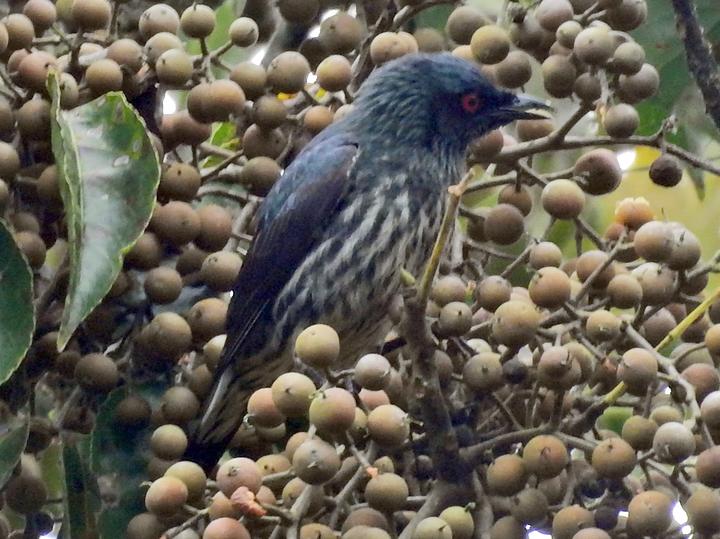 Short-tailed Starling