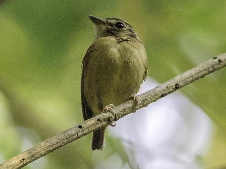 Stub-tailed Spadebill