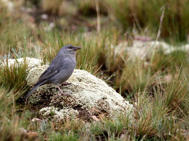 Boulder Finch
