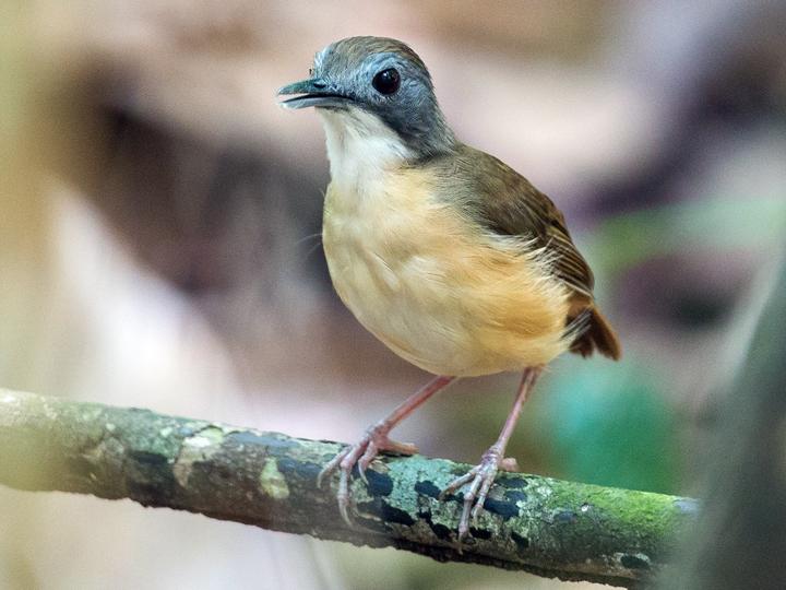 Mourning Babbler