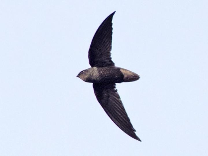 Short-tailed Swift