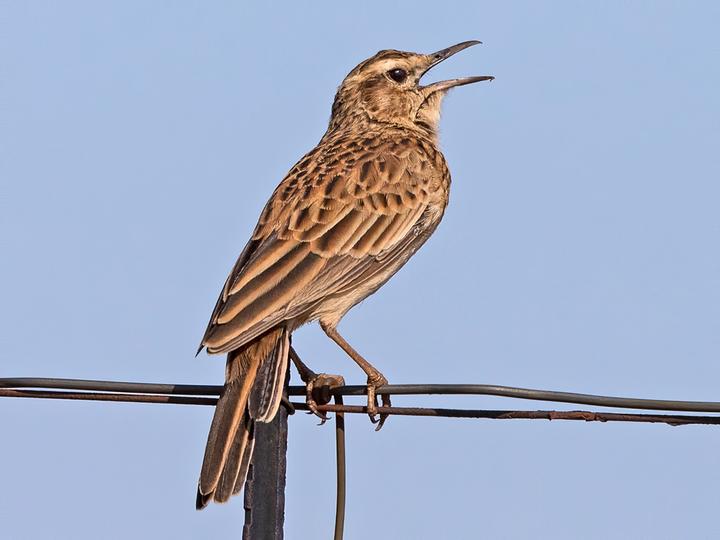 Short-clawed Lark