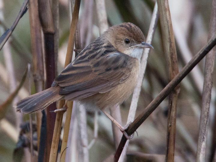 Short-winged Cisticola
