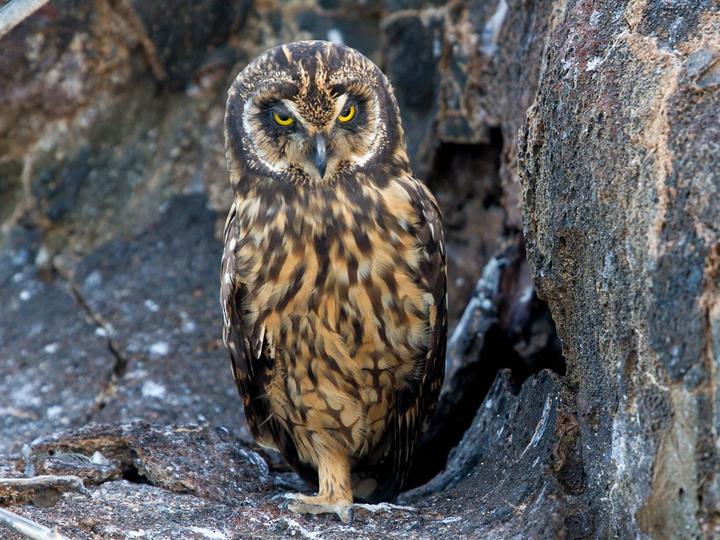 Short-eared Owl