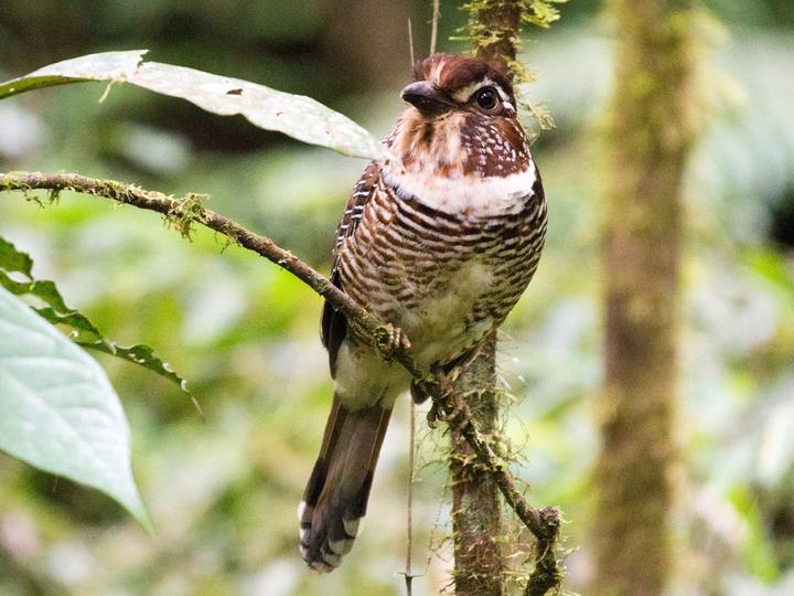 Short-legged Ground Roller