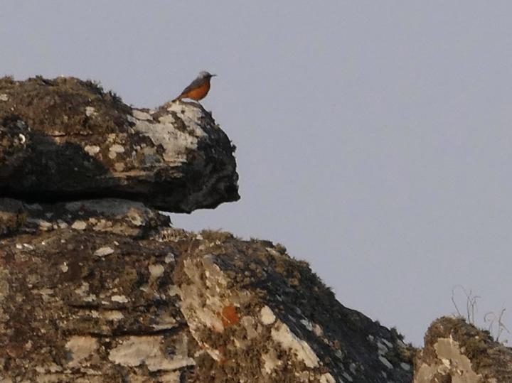 Short-toed Rock Thrush